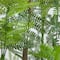 6ft. Artificial Minimalist Jacaranda Tree in White Decorative Planter